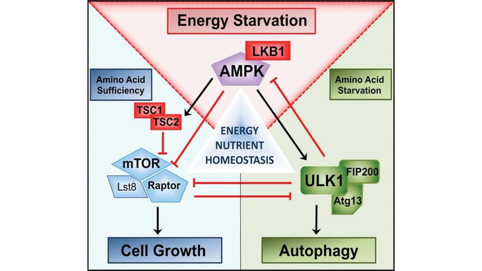 รูปที่ 2 : The Kinase Triad (mTOR-AMPK-ULK1) จะทำงานประสาน feedback กันไปมา เพื่อรับรู้สารอาหารและพลังงานภายในเซลล์ จะได้นำทิศทางเซลล์ไปในโหมดเจริญเติบโต หรือ Autophagy Credit picture : หนังสือ Metabolic Autophagy โดย Siim Land