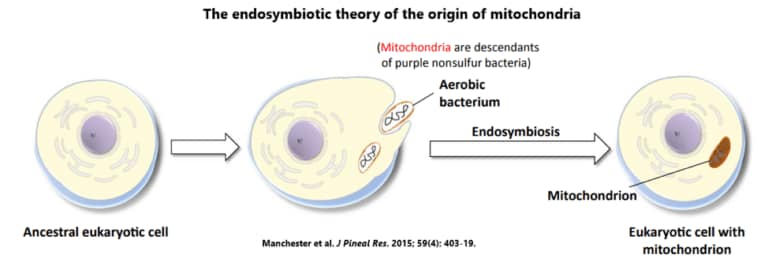 รูปที่ 2 : ทฤษฎีการกำเนิดไมโตคอนเดรีย นักวิทยาศาสตร์เชื่อว่า ไมโตคอนเดรียมีวิวัฒนาการมาจากแบคทีเรียสีม่วง ซึ่งไม่มีกำมะถันเป็นองค์ประกอบ และถูกกลืนกินโดย สิ่งมีชีวิตเซลล์เดียว ที่มีการสันดาปพลังงานด้วยการไม่ใช้ออกซิเจน